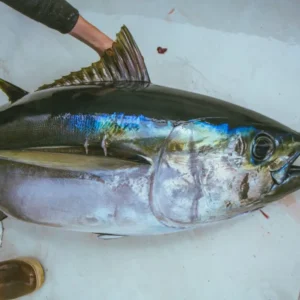 Finfish - Yellowfin Tuna Bigeye Tuna