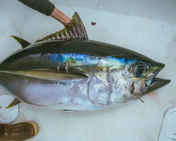 Finfish - Yellowfin Tuna Bigeye Tuna