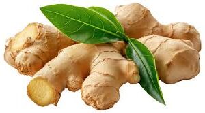 Ginger
