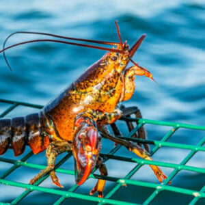 Lobsters