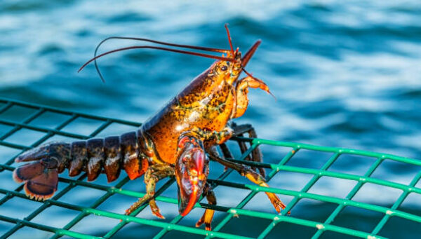 Lobsters