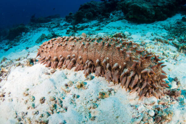 Sea Cucumber - Image 2
