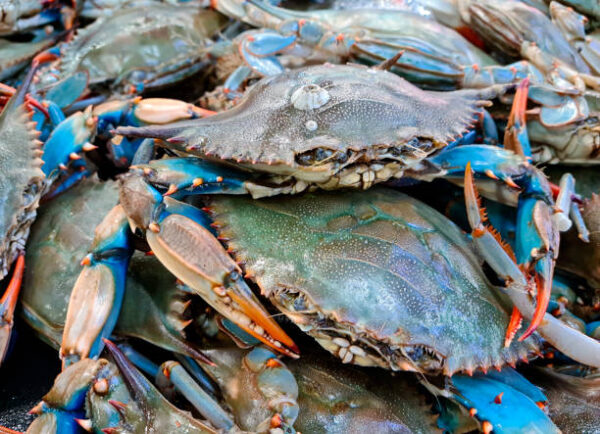 Crabs
