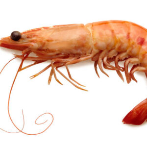 Prawns