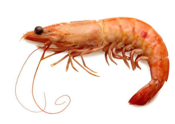 Prawns