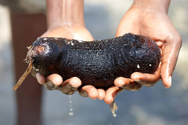 Sea Cucumber - Image 3
